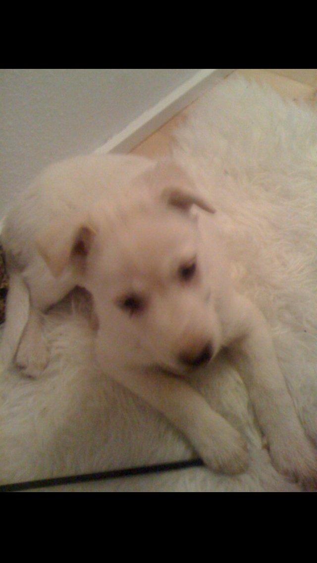 Blanding af racer Nischa billede 9