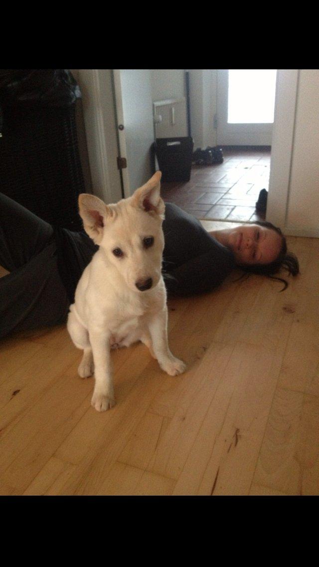 Blanding af racer Nischa billede 10