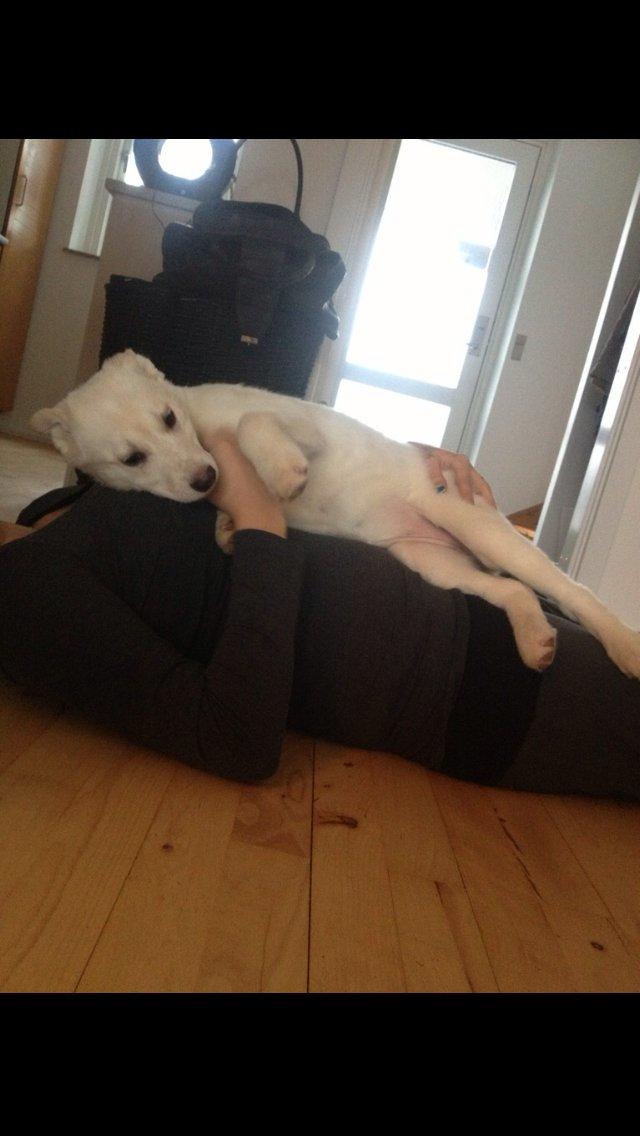 Blanding af racer Nischa billede 11