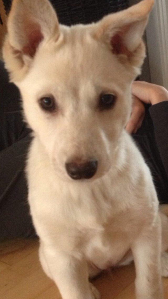 Blanding af racer Nischa billede 12