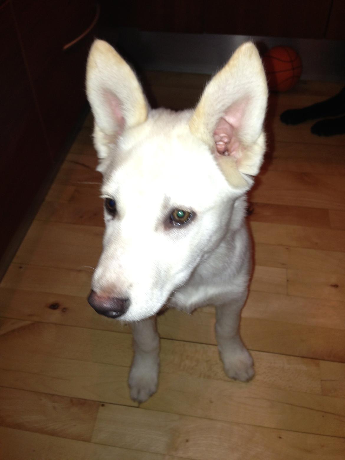 Blanding af racer Nischa billede 14