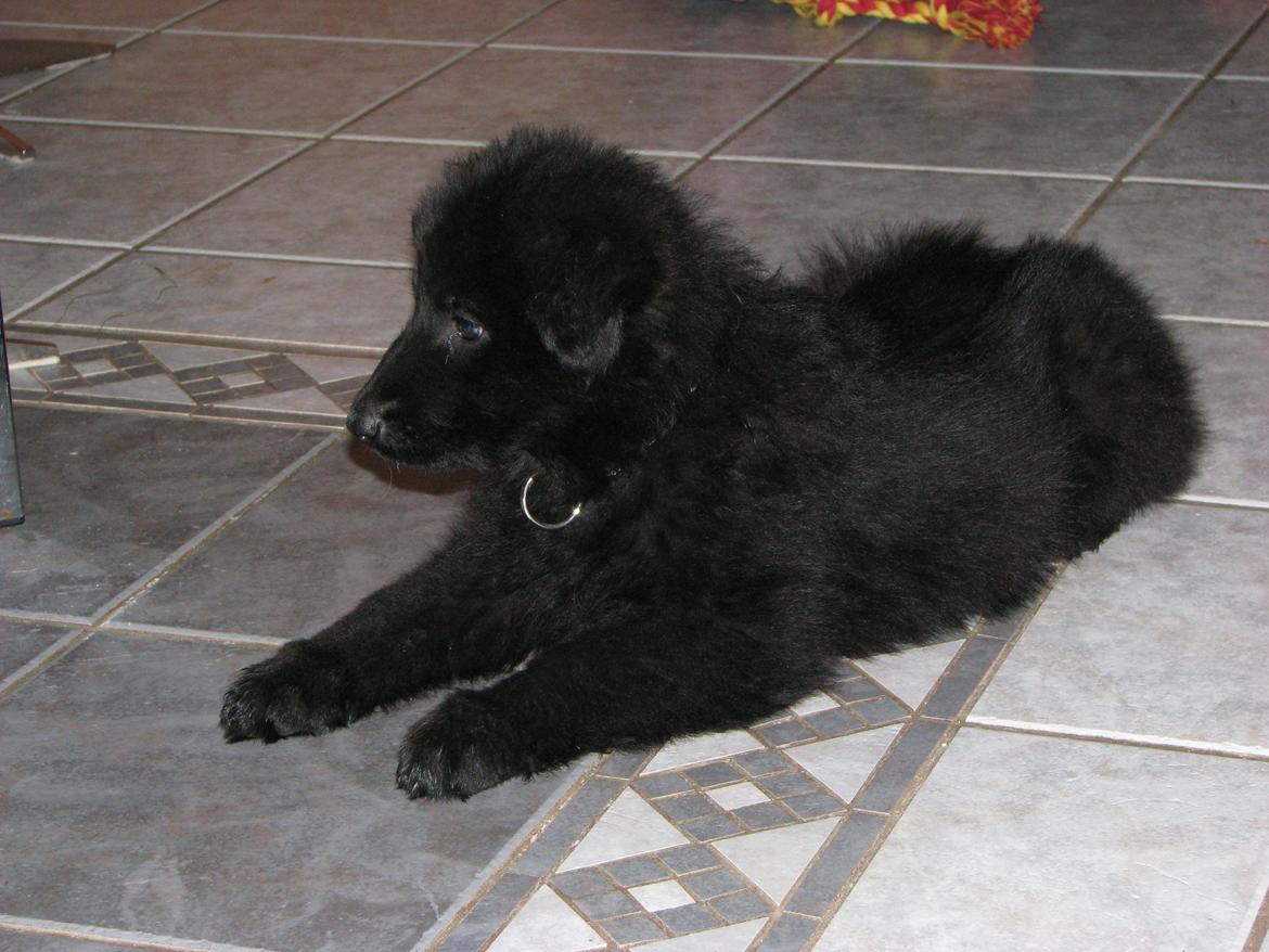 Schæferhund Tessa - 8 uger og lige ankommet til sit nye hjem billede 2