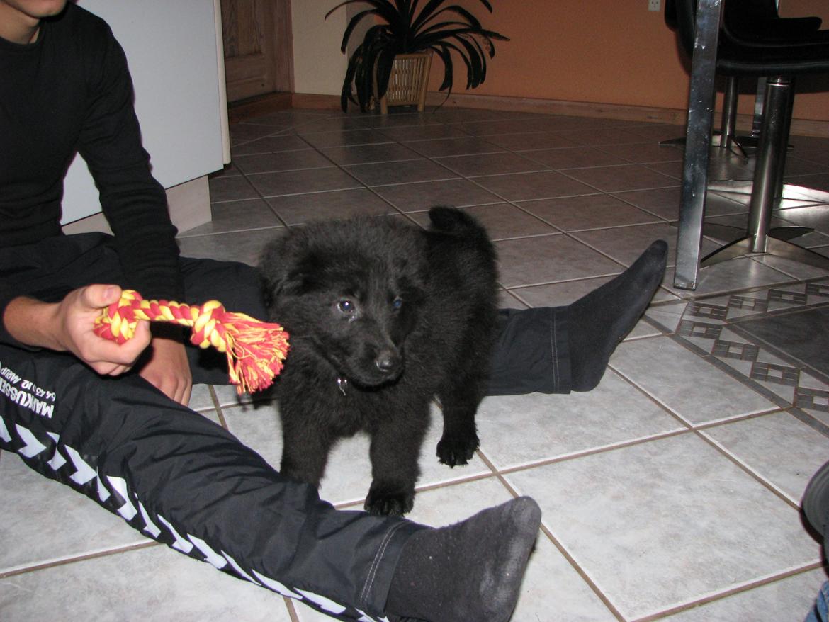 Schæferhund Tessa - rart med en legekammerat billede 3