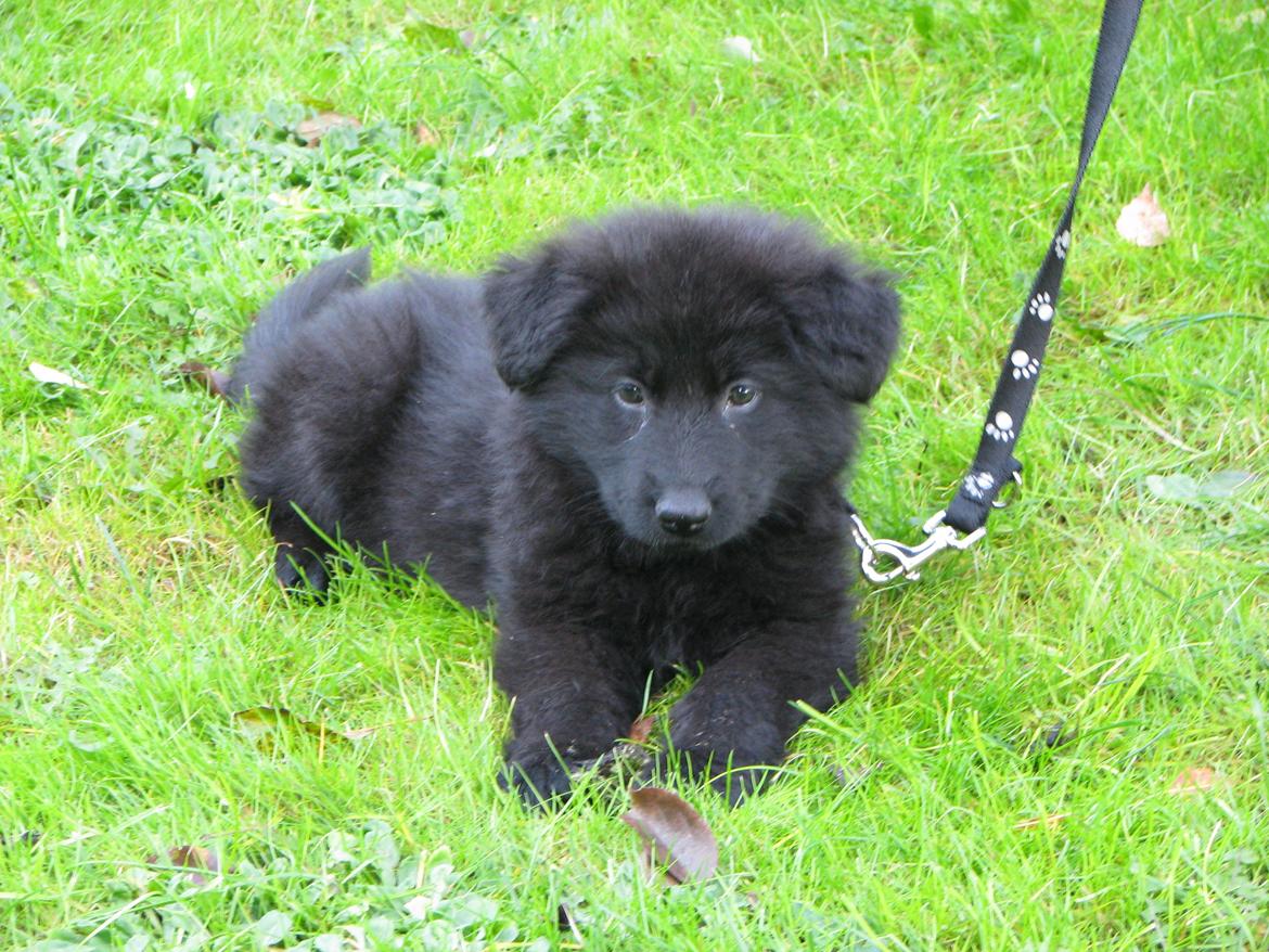 Schæferhund Tessa - 8 uger billede 4