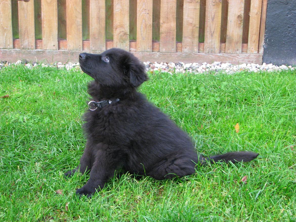 Schæferhund Tessa - 9 uger billede 5