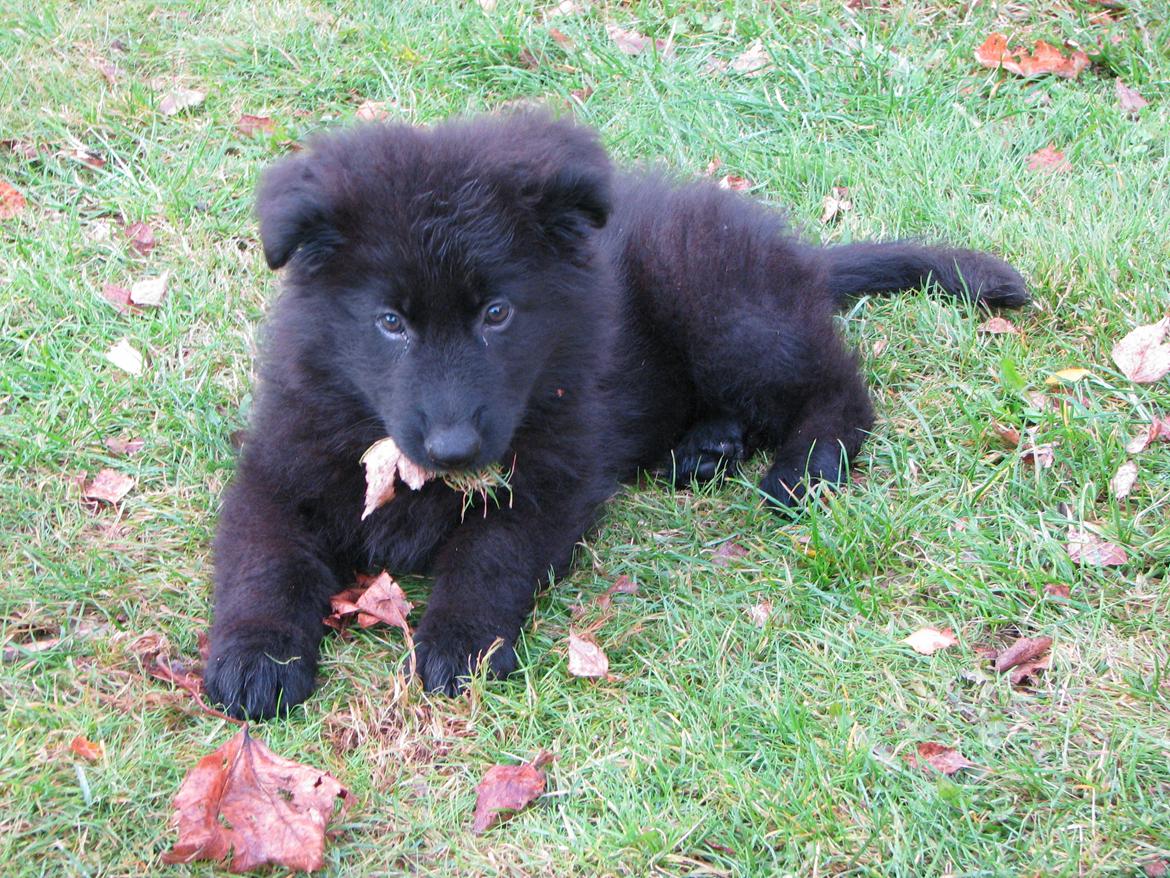 Schæferhund Tessa - 9 uger billede 6