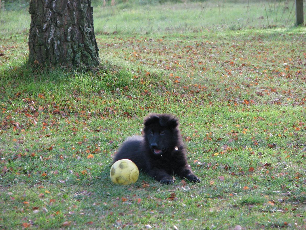 Schæferhund Tessa - 11 uger billede 7