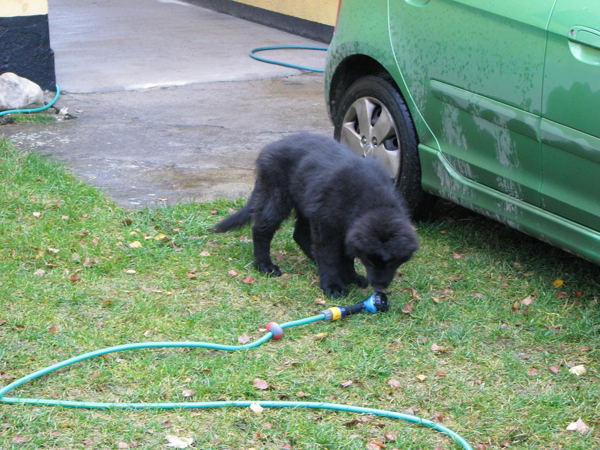 Schæferhund Tessa - 3 mdr. billede 8