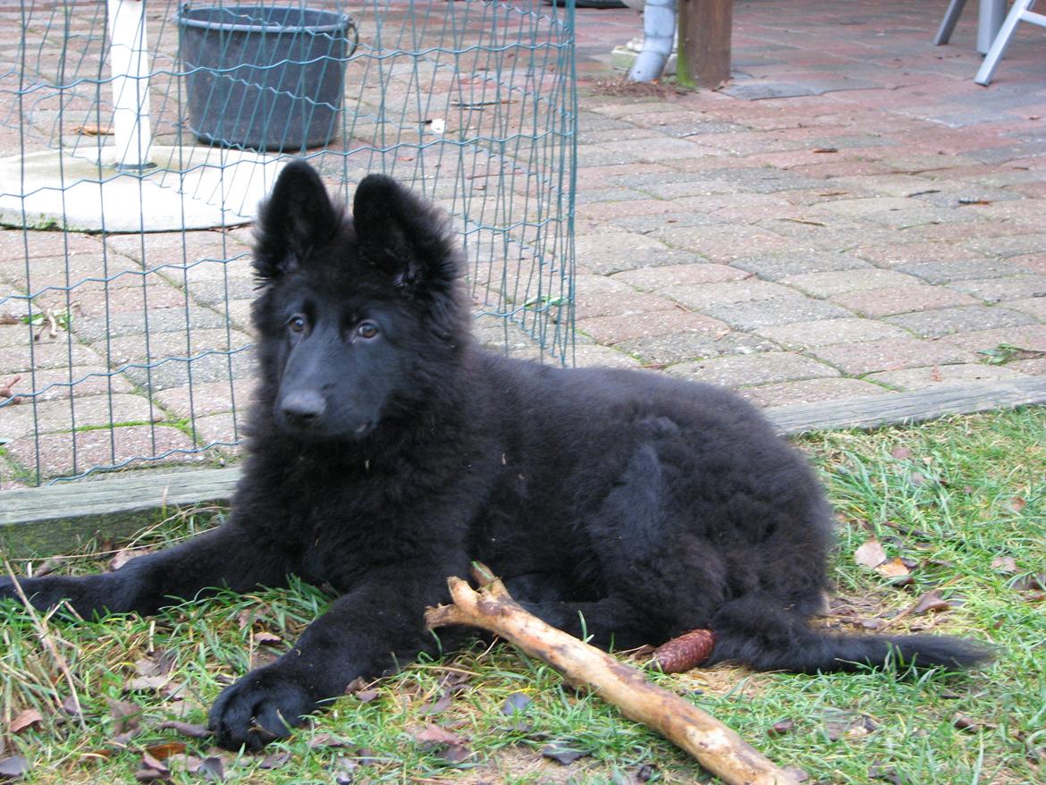 Schæferhund Tessa billede 10