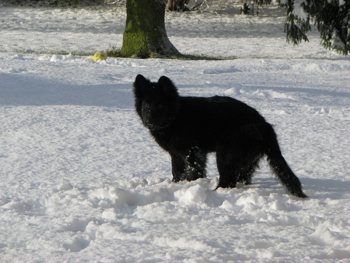 Schæferhund Tessa billede 11