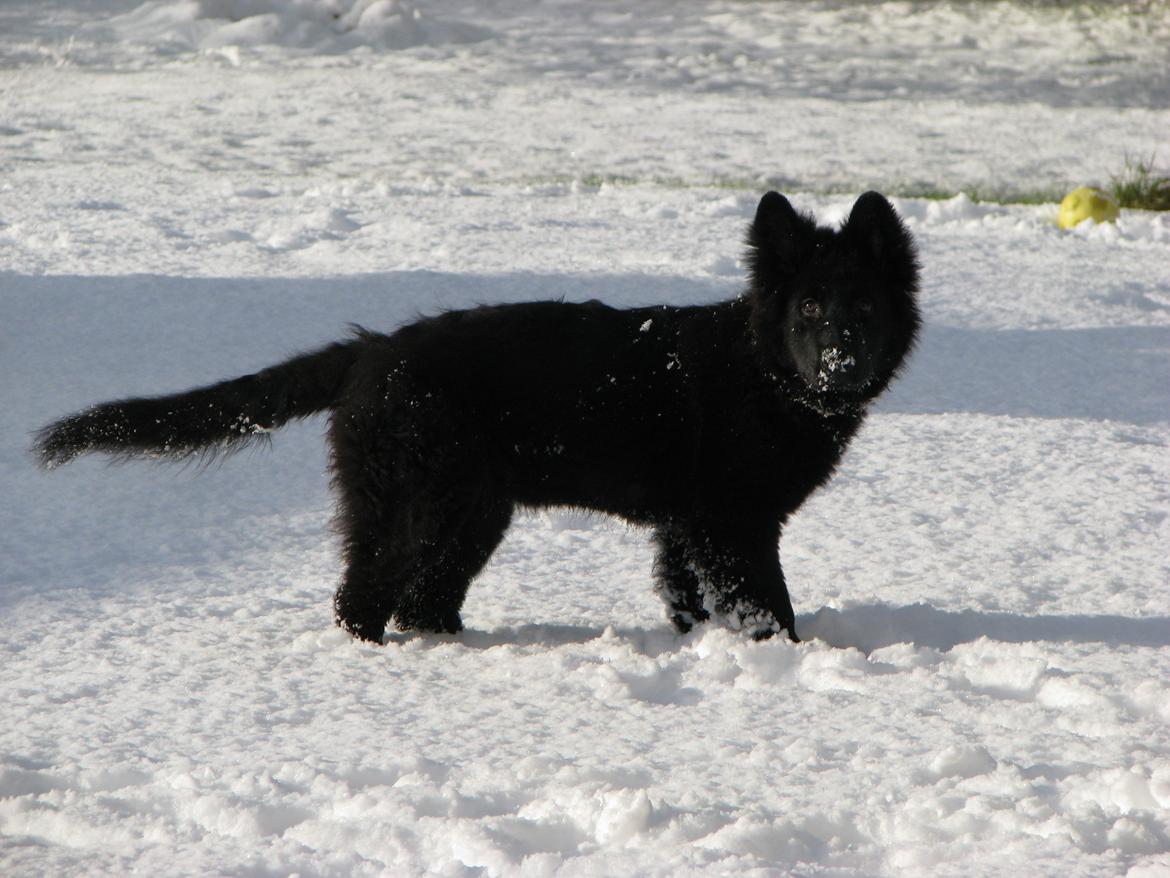 Schæferhund Tessa billede 1