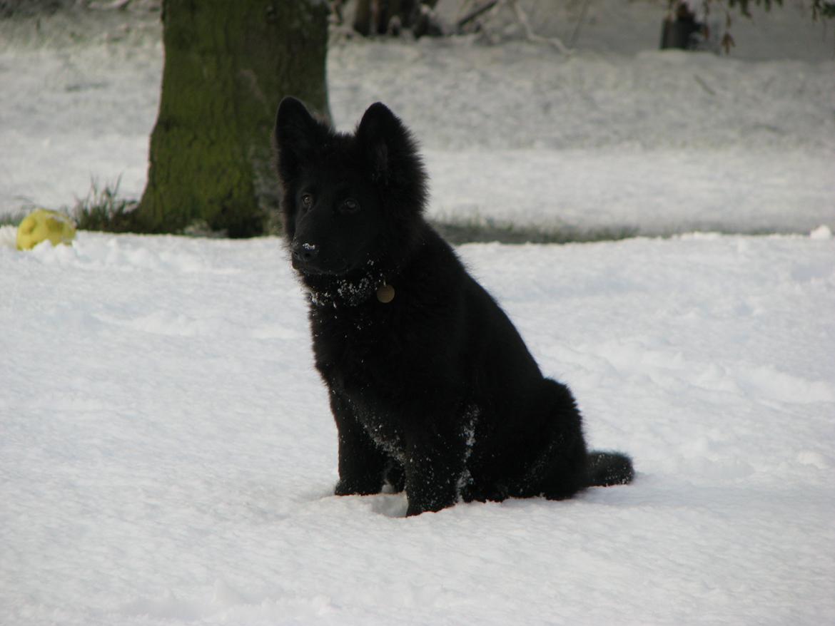 Schæferhund Tessa billede 12