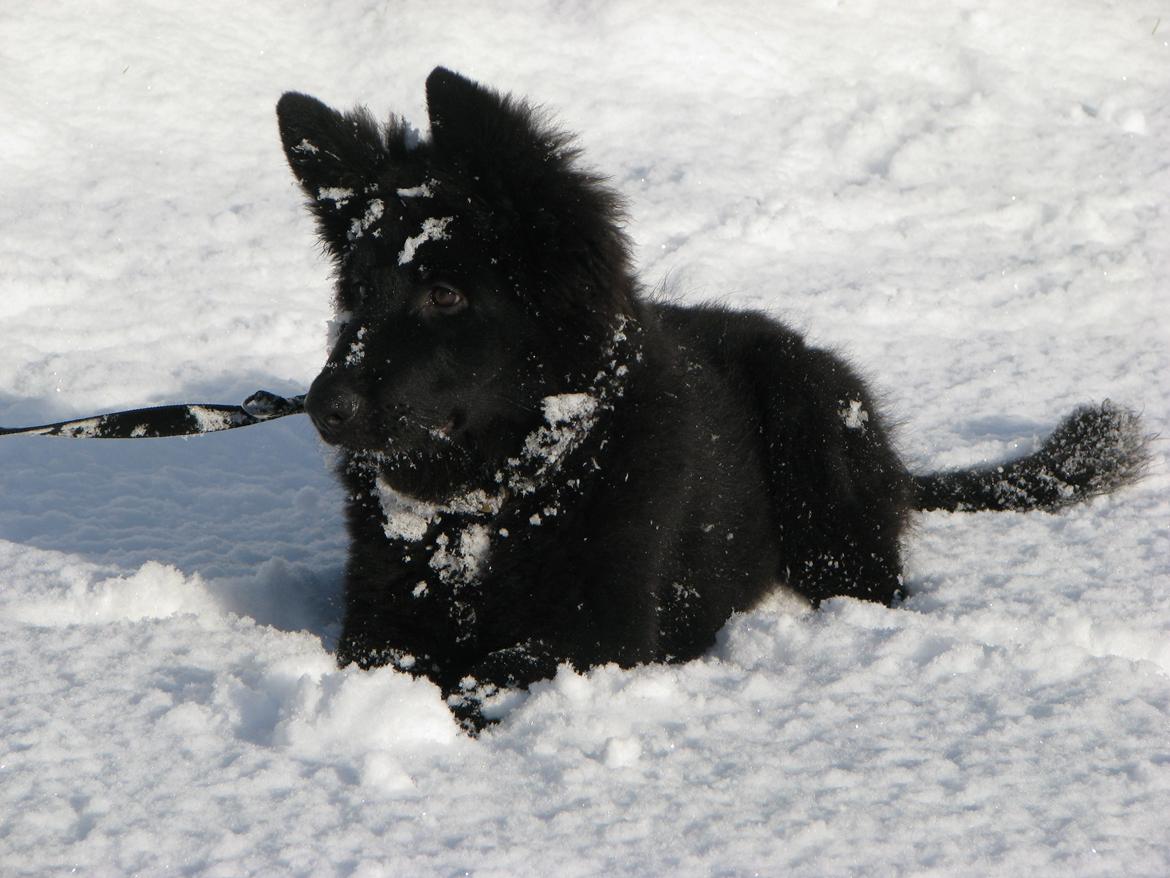 Schæferhund Tessa - 3½ mdr. billede 13