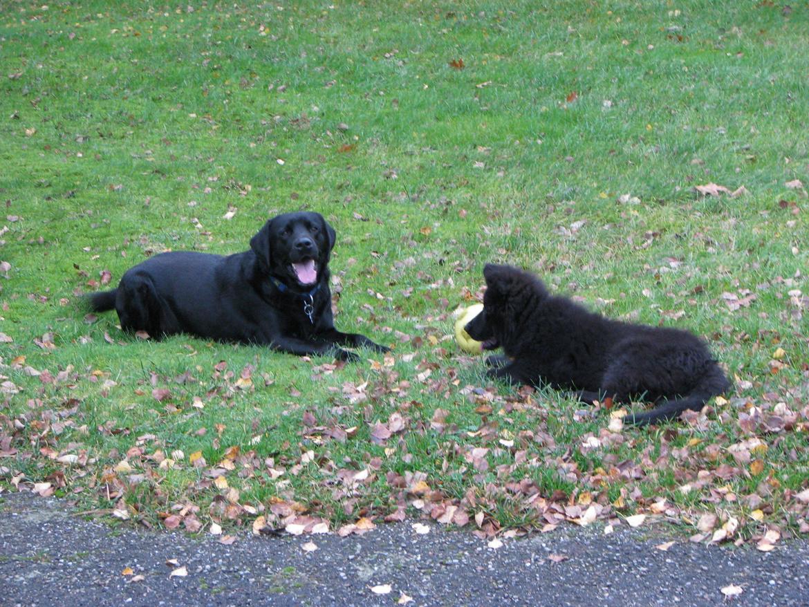 Schæferhund Tessa - Tessa og fætter Albert billede 9