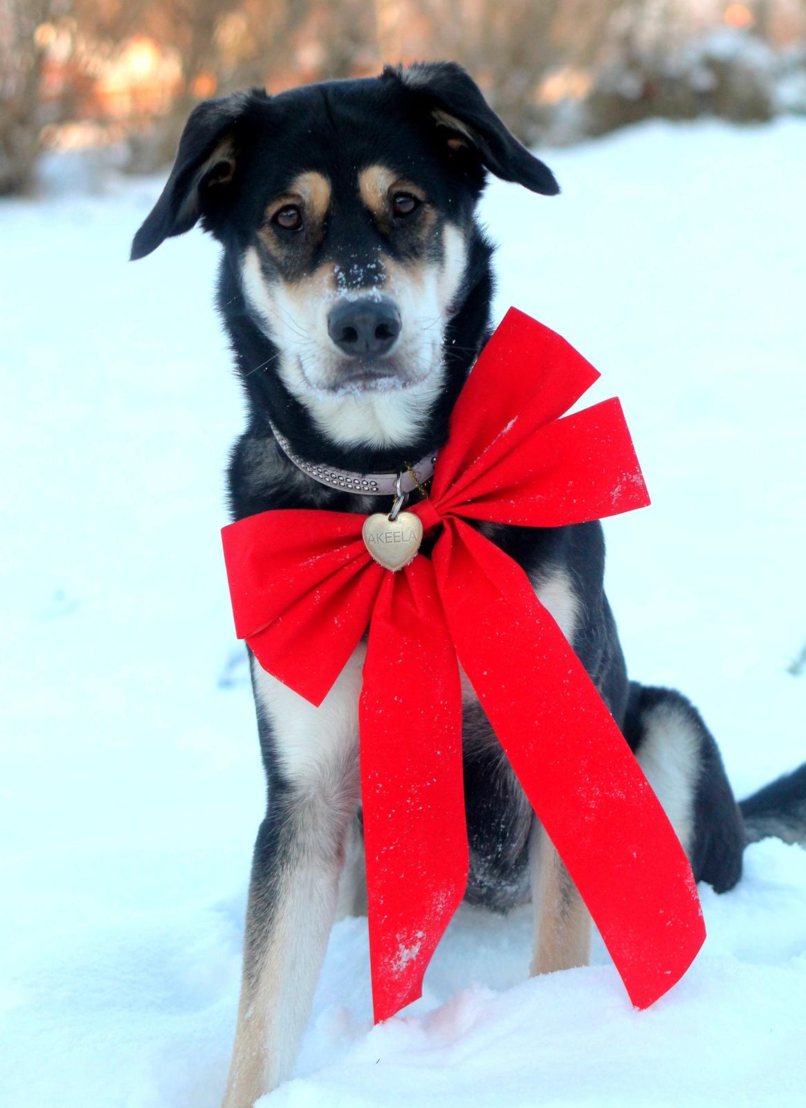 Blanding af racer Akeela billede 2