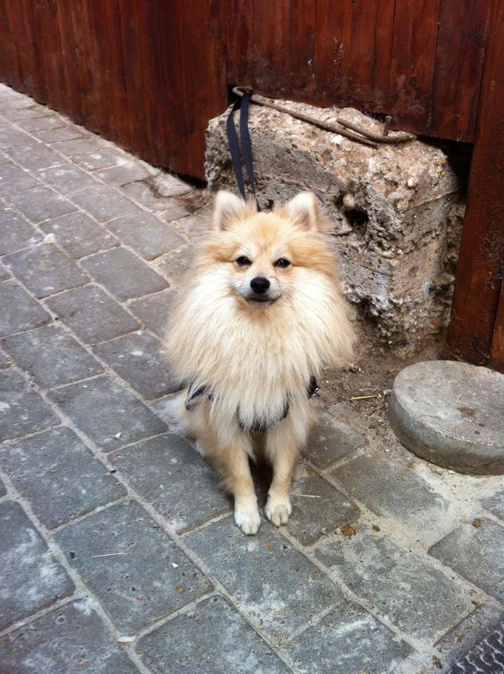 Pomeranian Viktor - Viktor næsten 1 år gammelt... På hans plads ved hestene hvor han utålmodigt venter på jeg bliver færdig med at ride så han kan være med til at lege billede 1