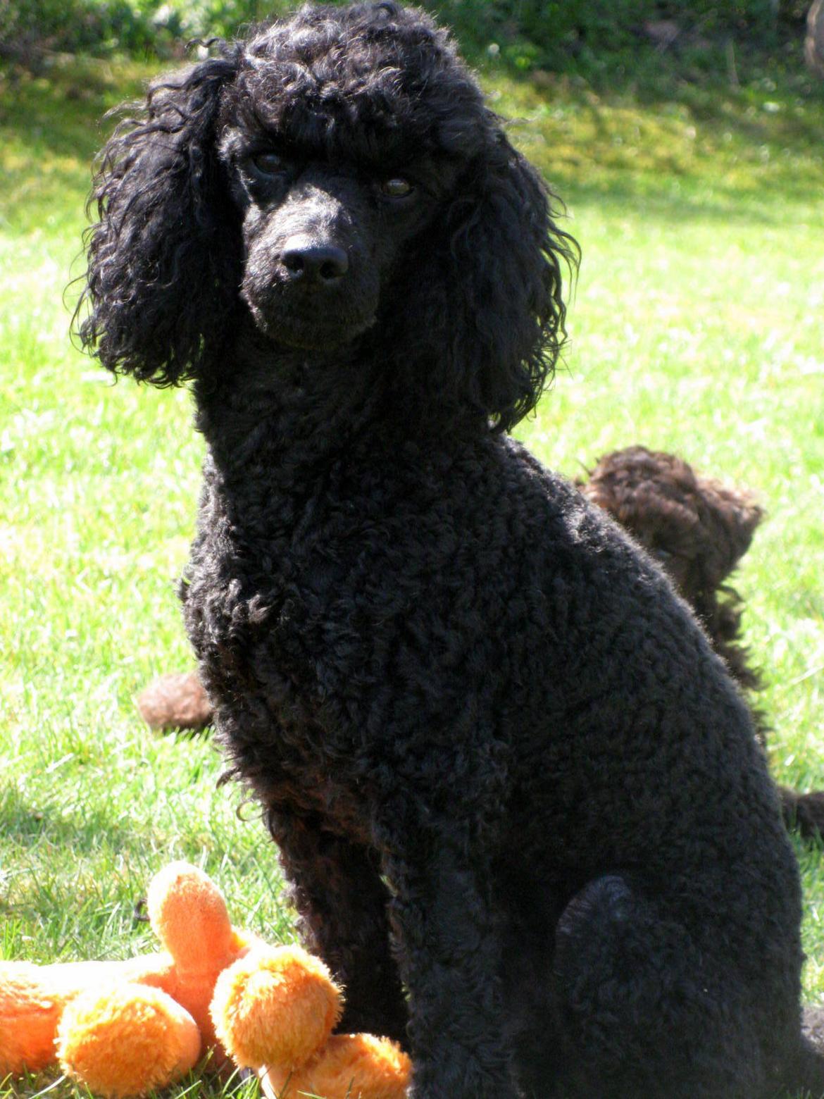 Dværgpuddel Zipp billede 1