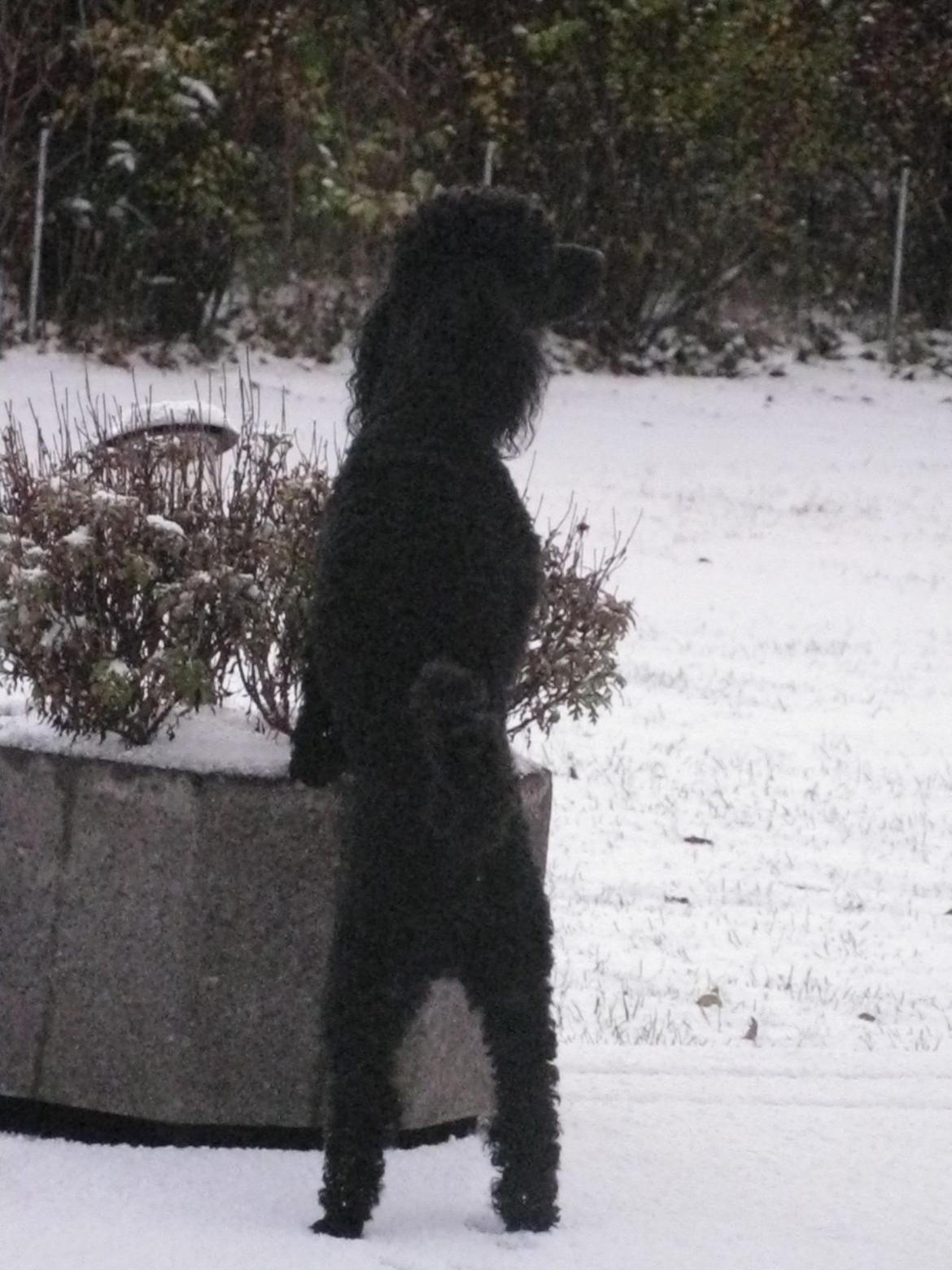 Dværgpuddel Zipp billede 2