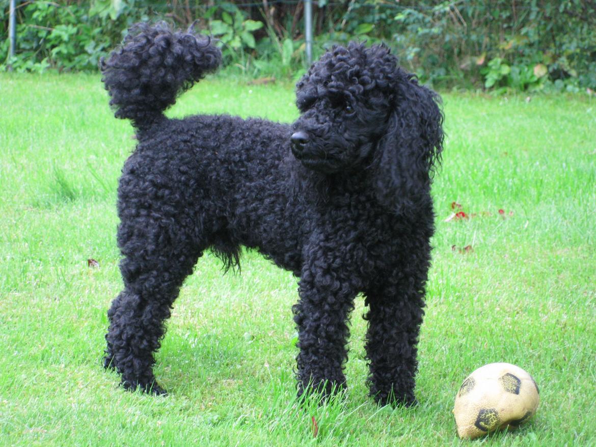 Dværgpuddel Zipp billede 3