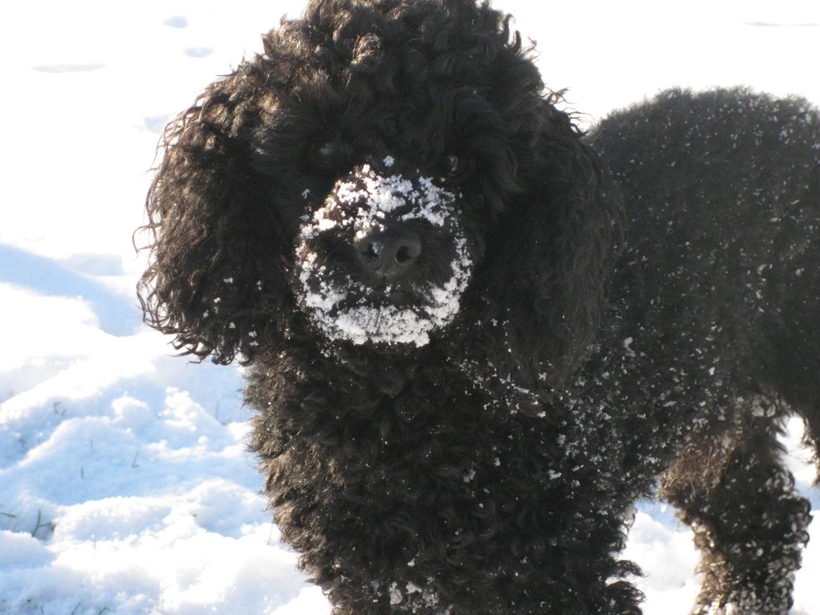 Dværgpuddel Zipp billede 4