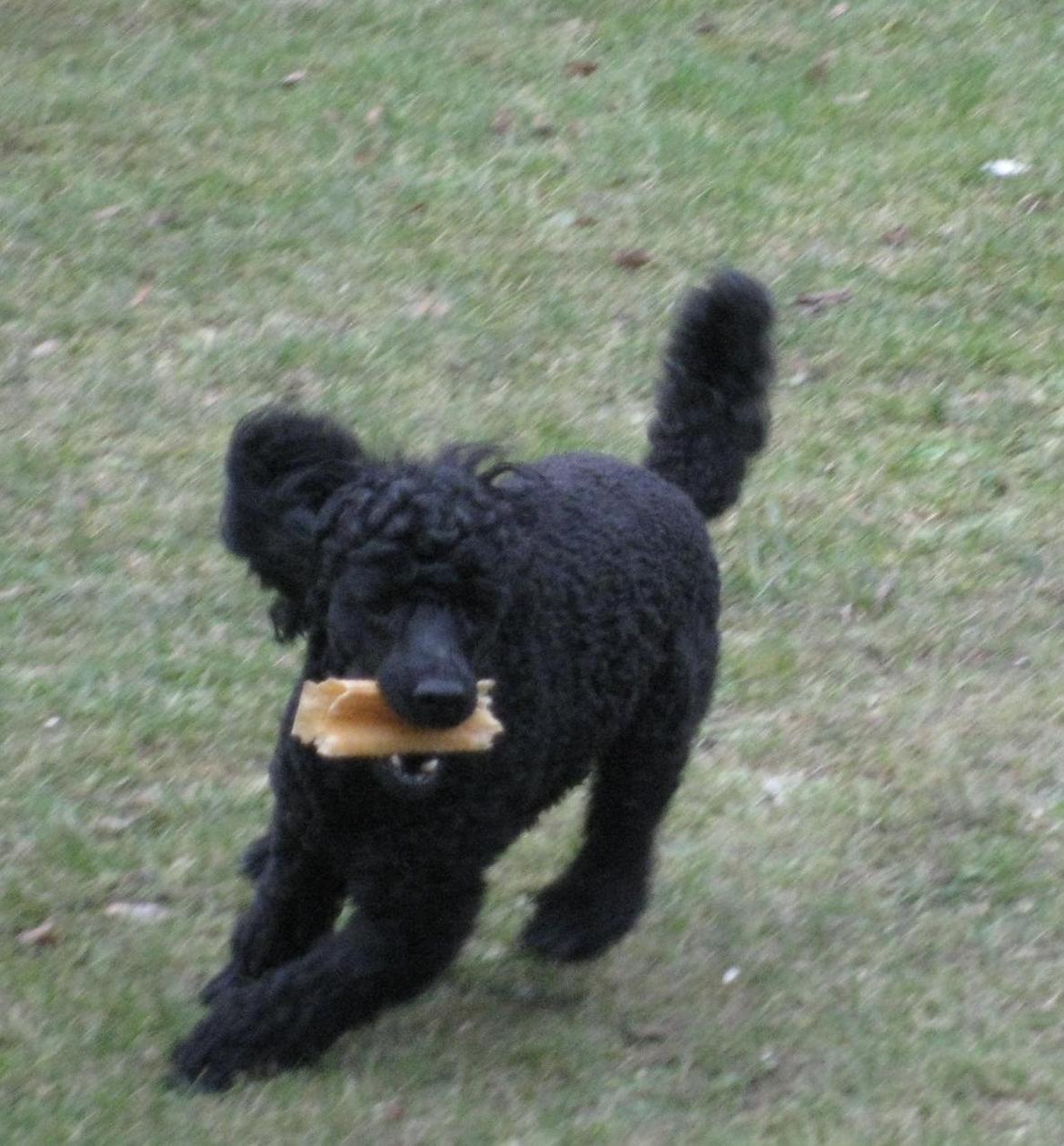 Dværgpuddel Zipp billede 5