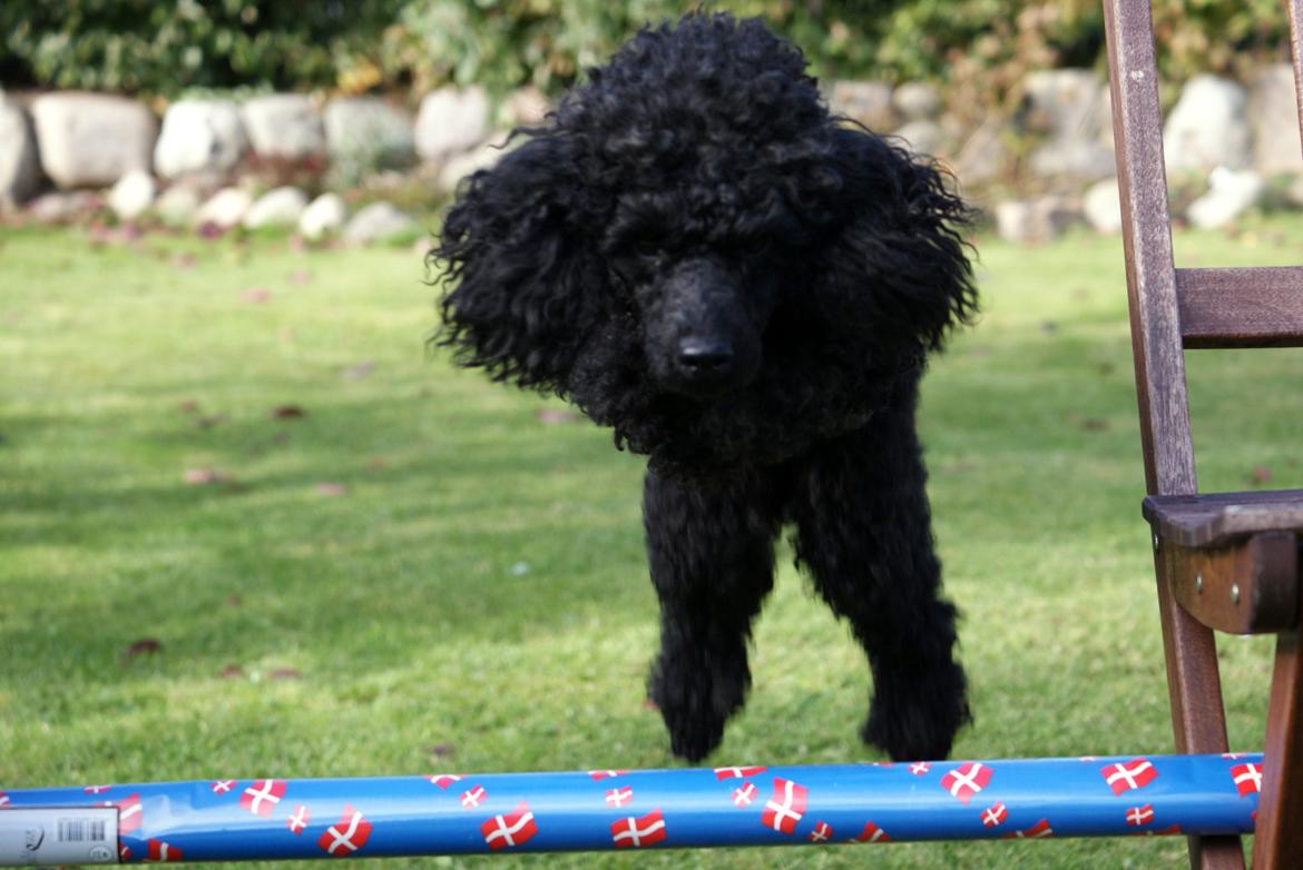 Dværgpuddel Zipp billede 6