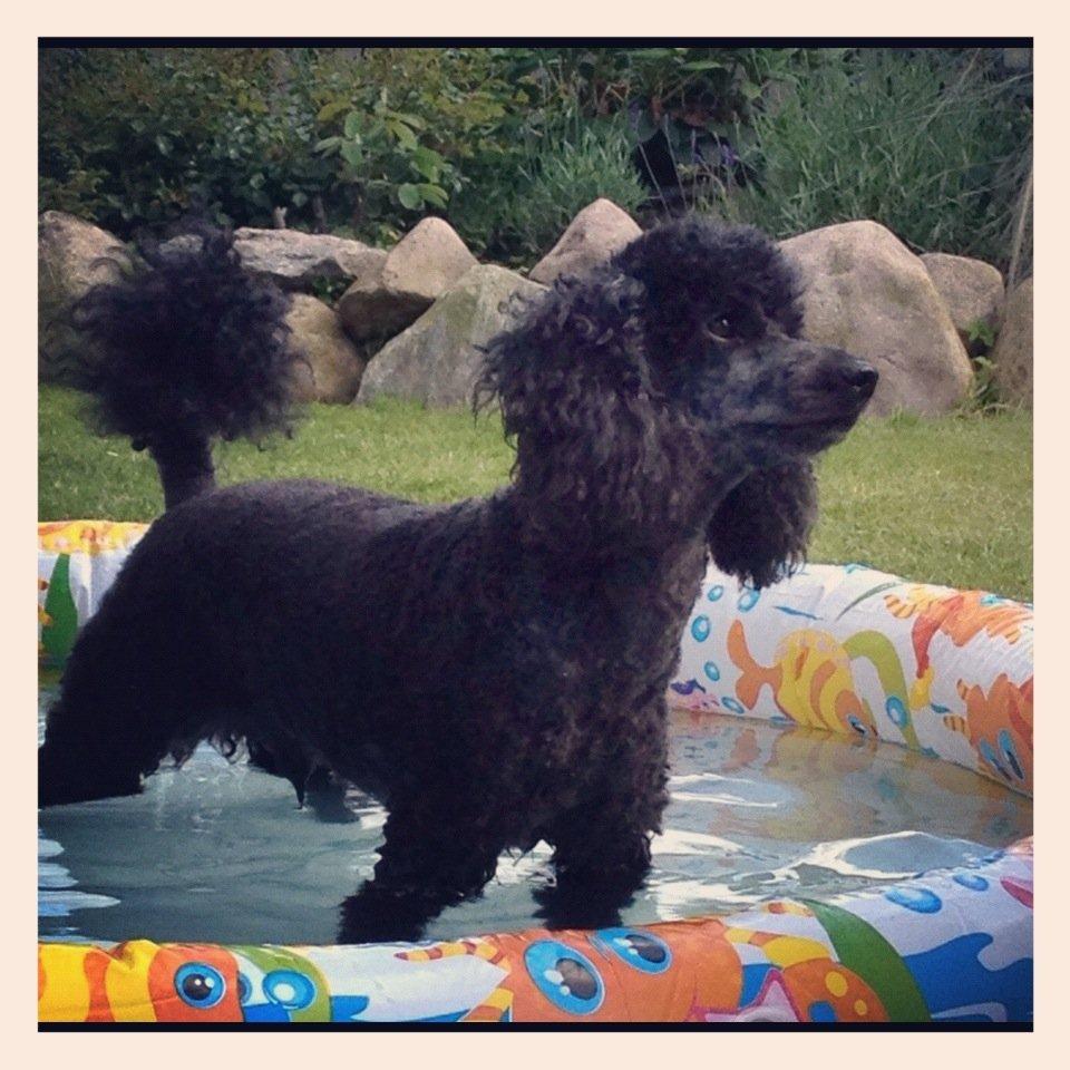 Dværgpuddel Zipp billede 7