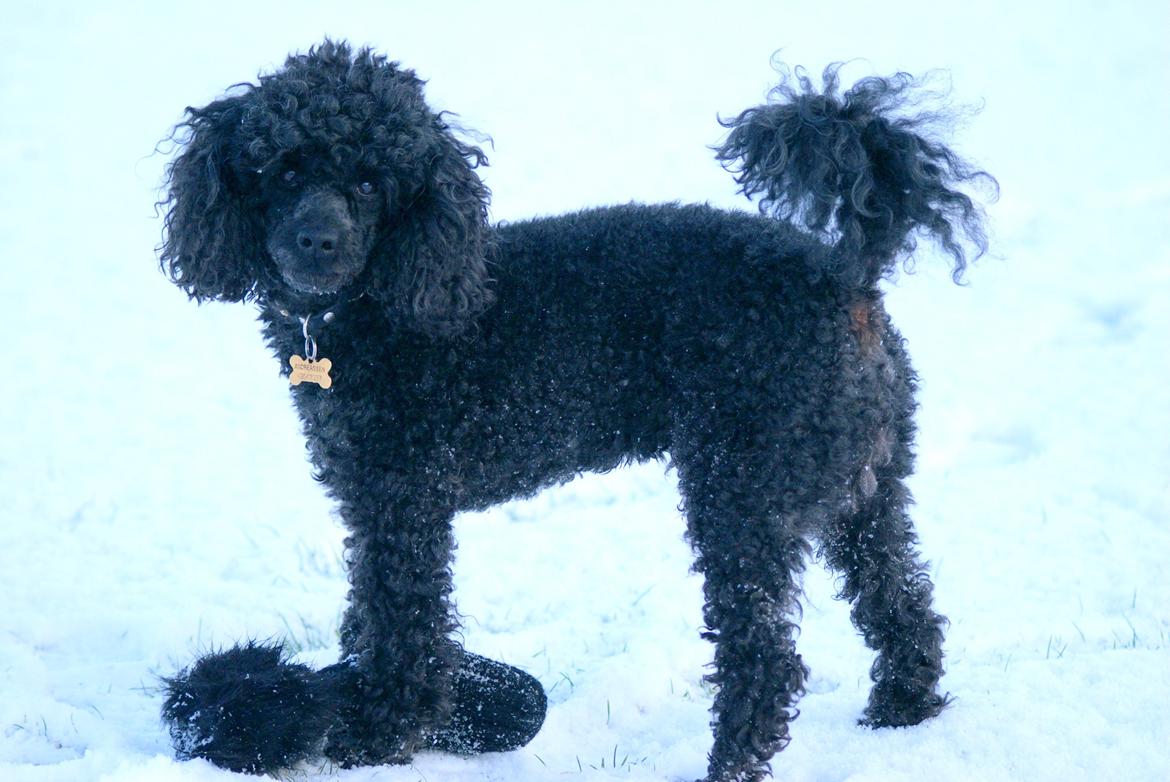 Dværgpuddel Zipp billede 8