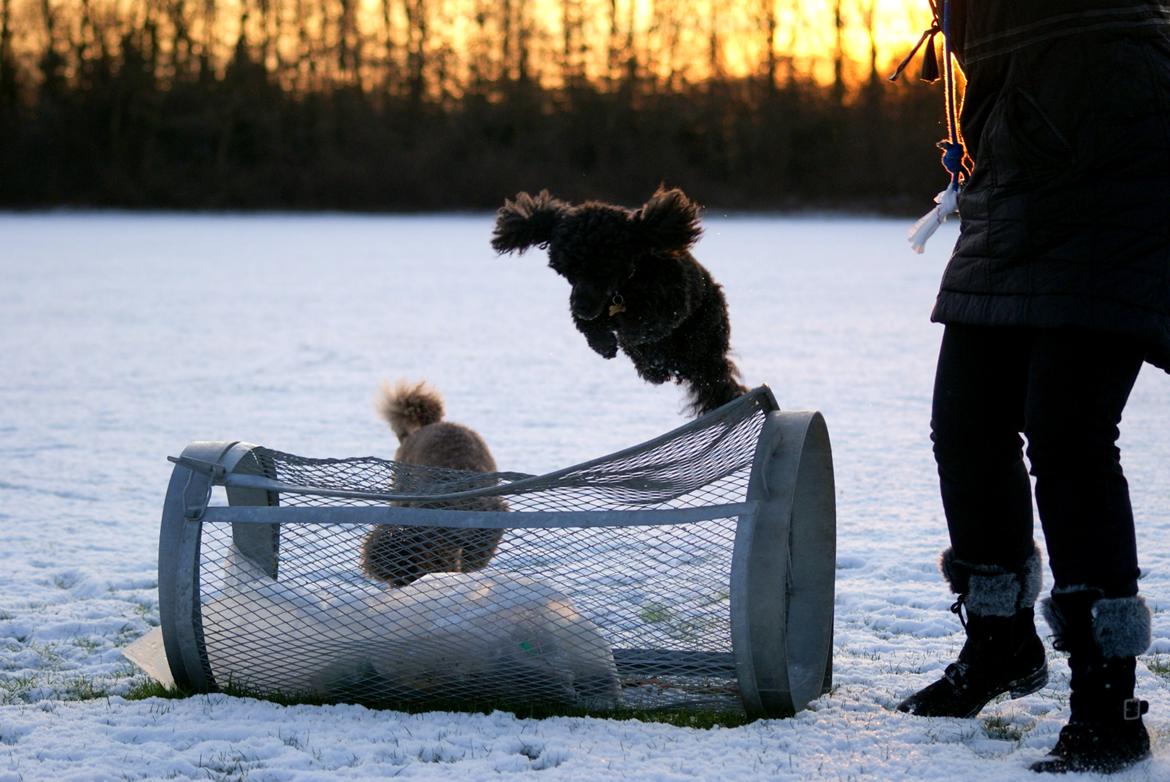 Dværgpuddel Zipp billede 9