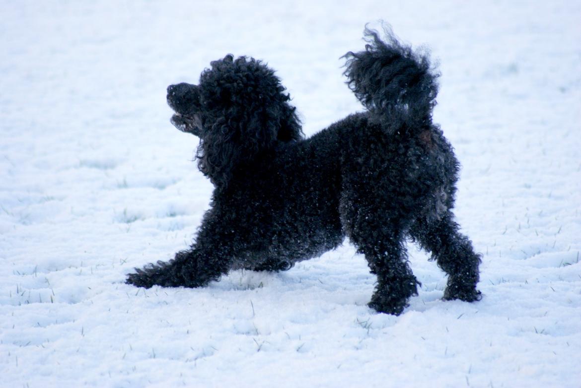 Dværgpuddel Zipp billede 10