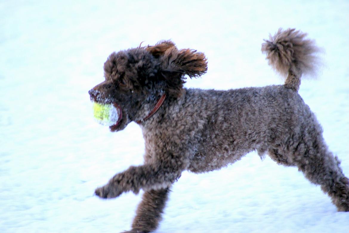 Dværgpuddel Picco billede 1