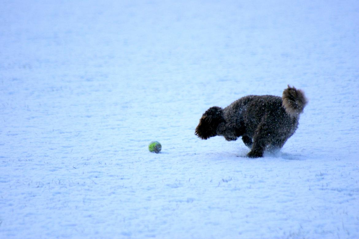 Dværgpuddel Picco billede 2