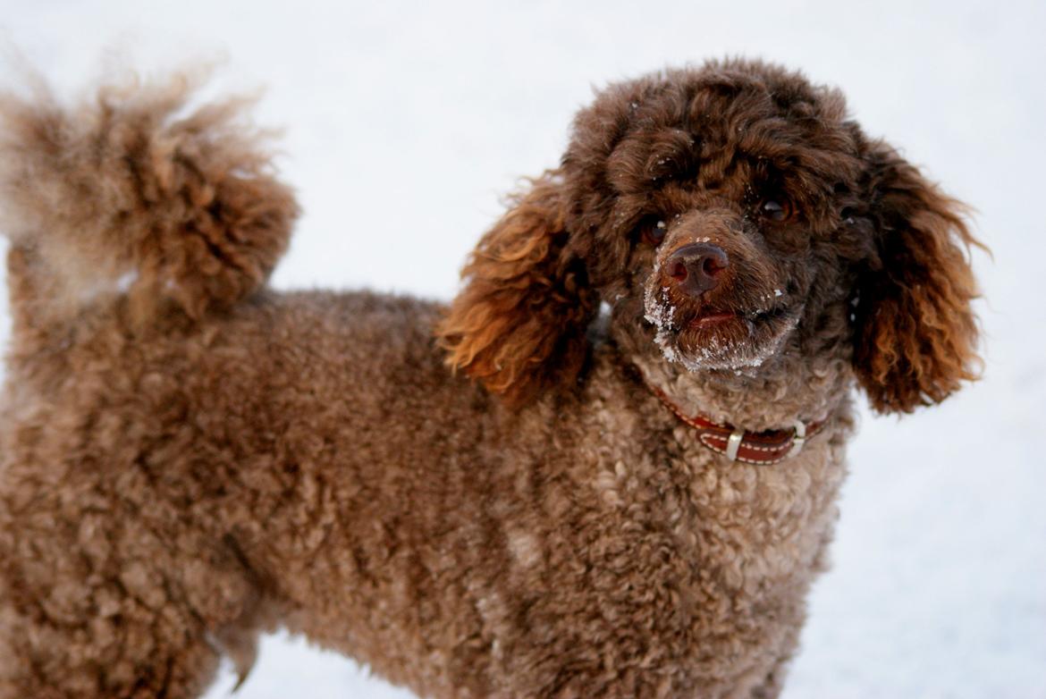 Dværgpuddel Picco billede 3