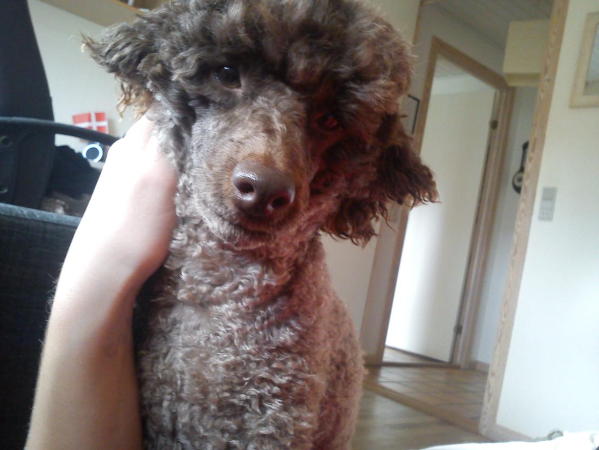 Dværgpuddel Picco billede 4