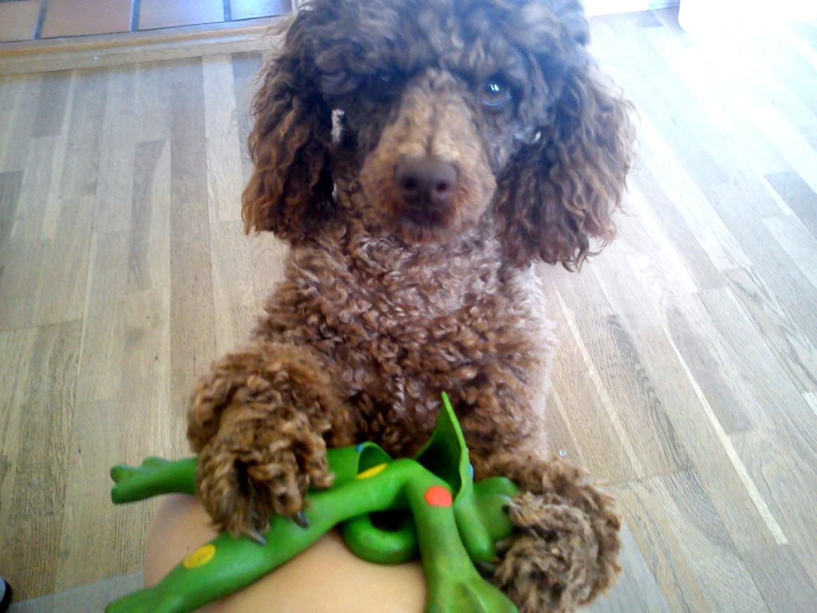 Dværgpuddel Picco billede 5