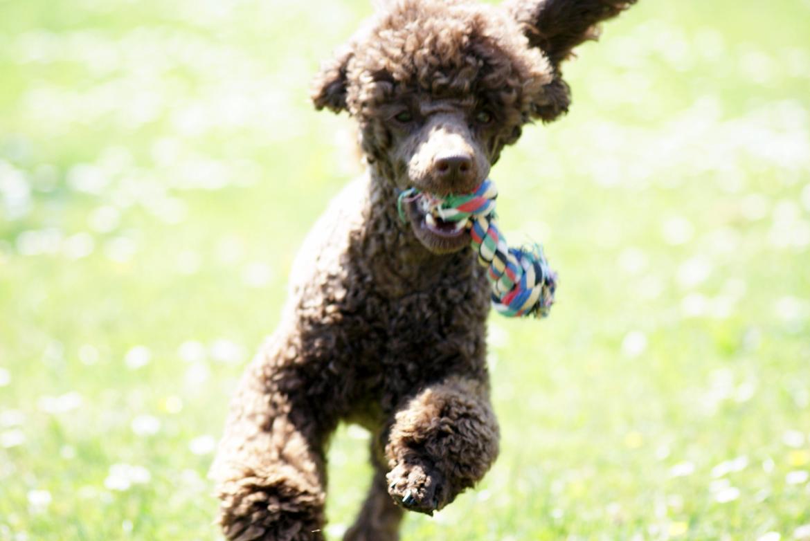 Dværgpuddel Picco billede 6