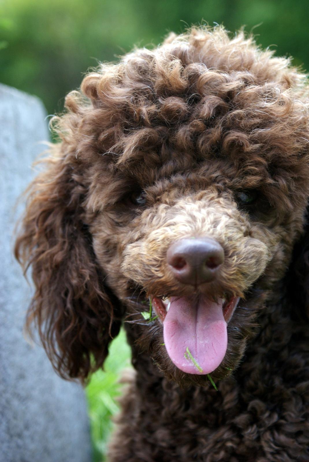 Dværgpuddel Picco billede 7