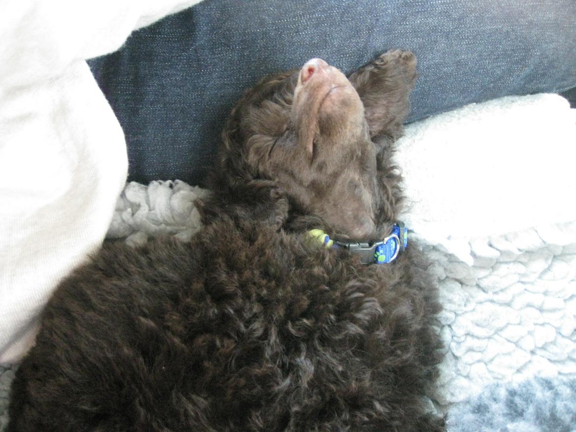 Dværgpuddel Picco - Picco som hvalp billede 8