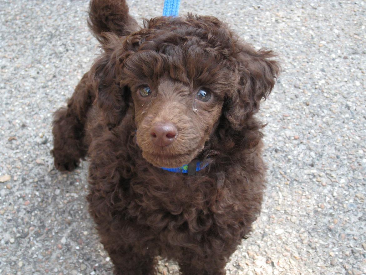 Dværgpuddel Picco - Picco som hvalp :) billede 9