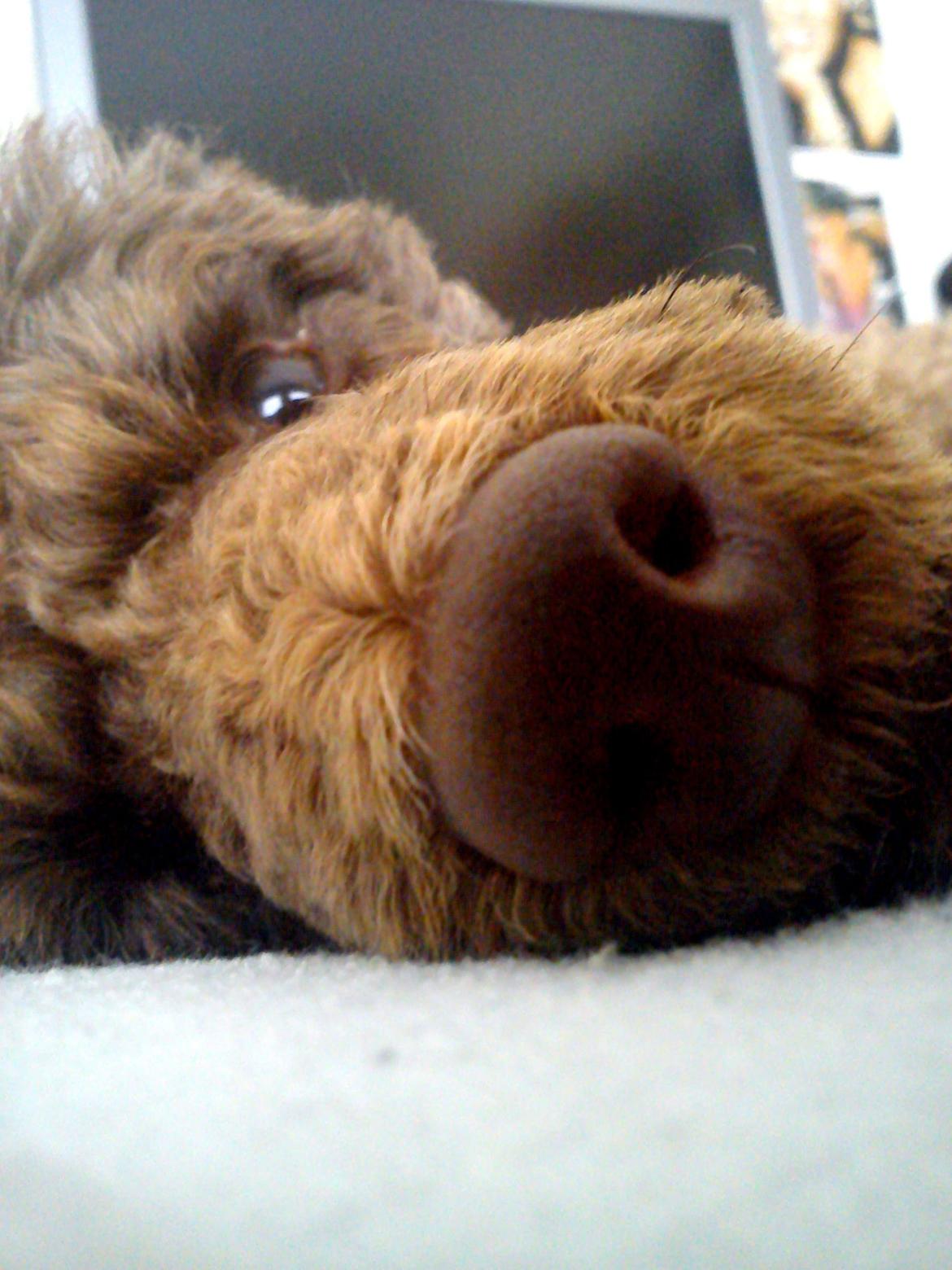 Dværgpuddel Picco billede 10