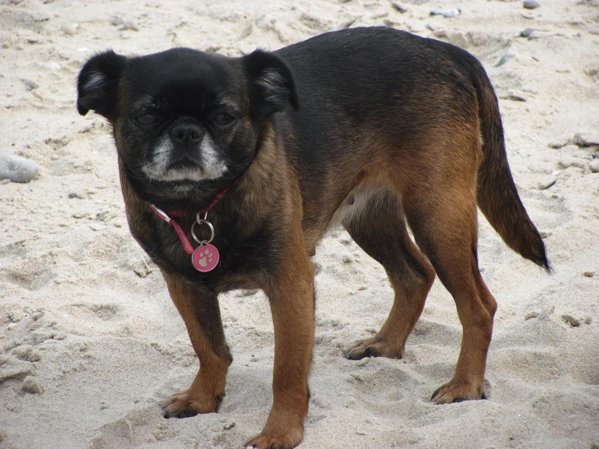 Griffon petit brabancon Sally/Grynte billede 1