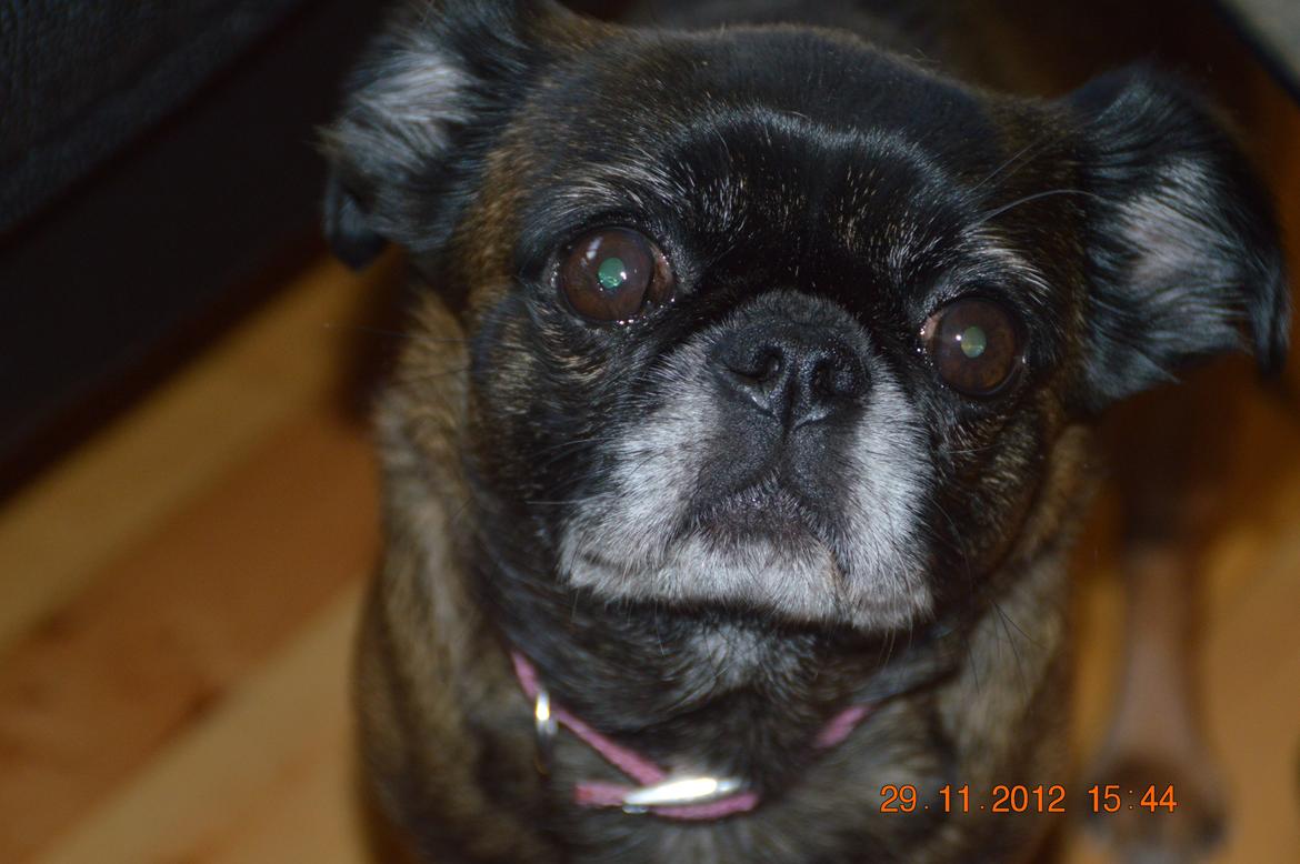 Griffon petit brabancon Sally/Grynte billede 2