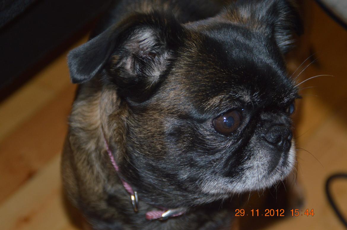 Griffon petit brabancon Sally/Grynte billede 3