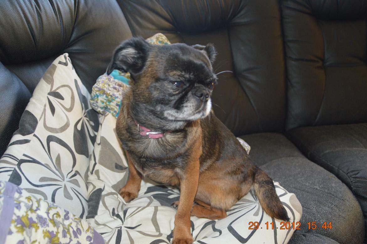 Griffon petit brabancon Sally/Grynte billede 4