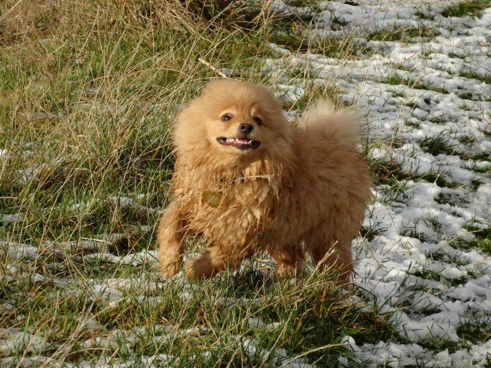 Mittelspitz Maxi (Sable Shade´s Red Bull) - He, he - hvor er det sjovt det her... billede 6