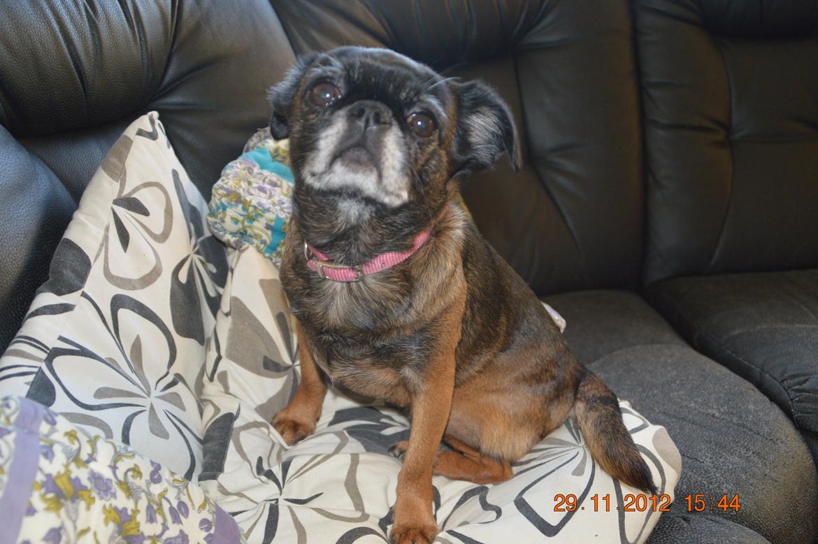 Griffon petit brabancon Sally/Grynte billede 5