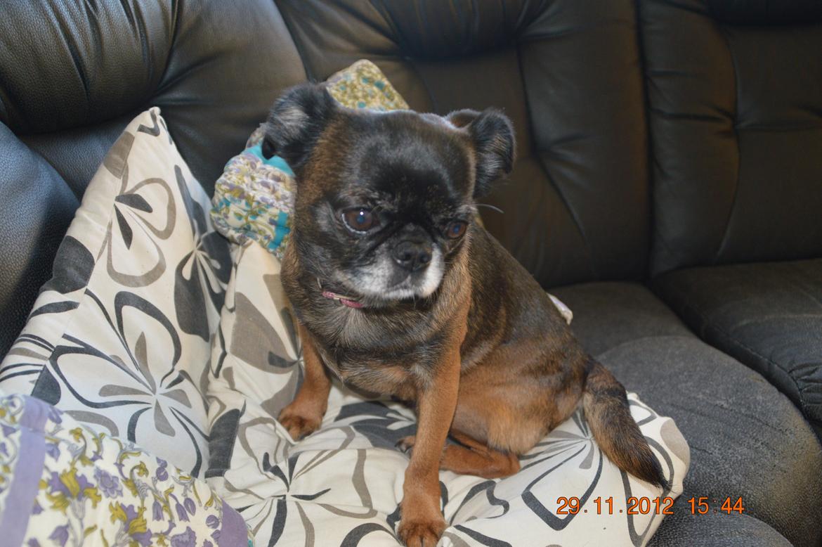 Griffon petit brabancon Sally/Grynte billede 6