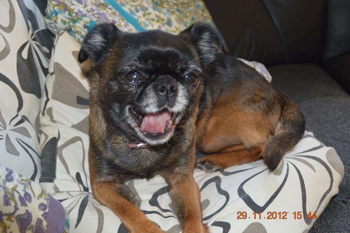 Griffon petit brabancon Sally/Grynte billede 7