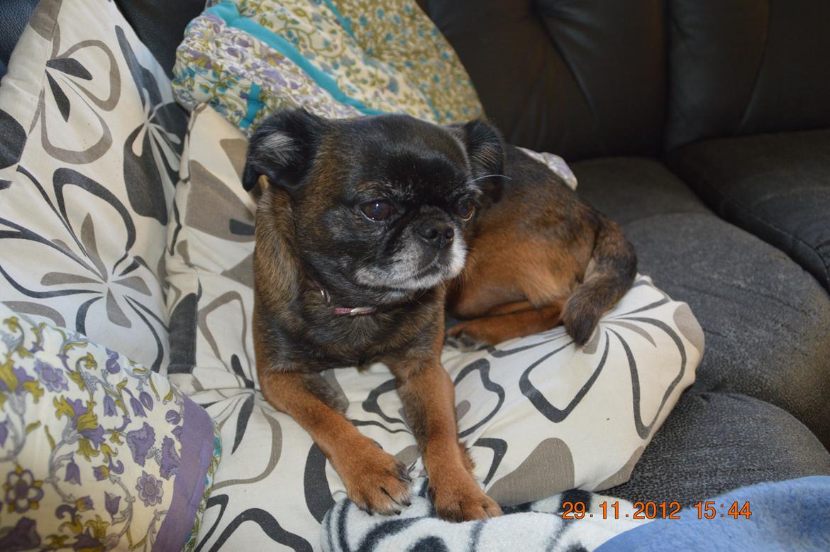 Griffon petit brabancon Sally/Grynte billede 8