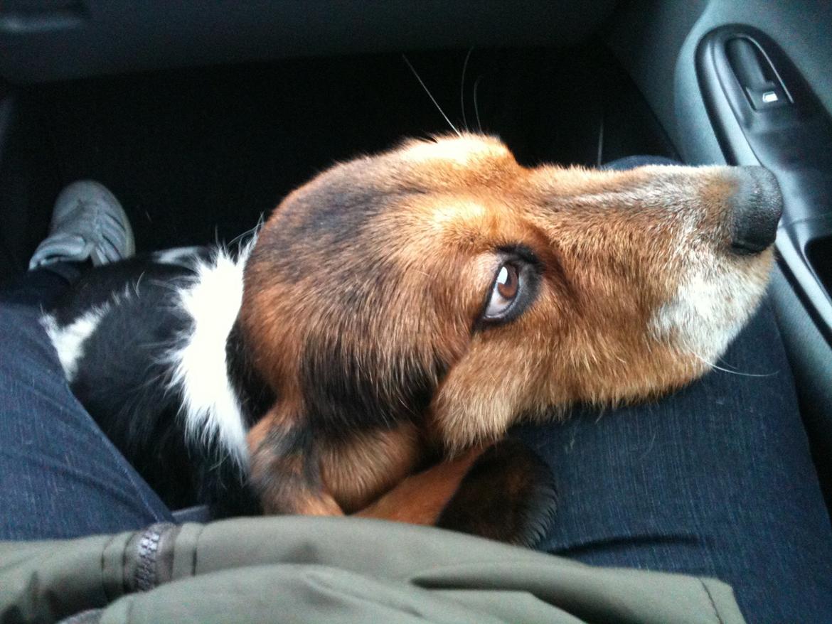 Blanding af racer Bumle - Bumle på vej med hjem, noget bange. billede 6